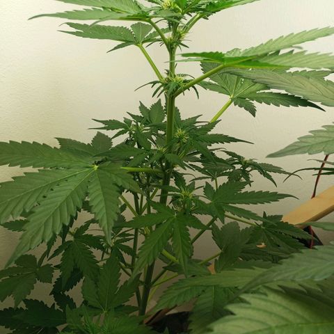 Easy Bud growlog timeline photo