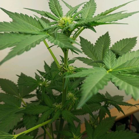 Easy Bud growlog timeline photo