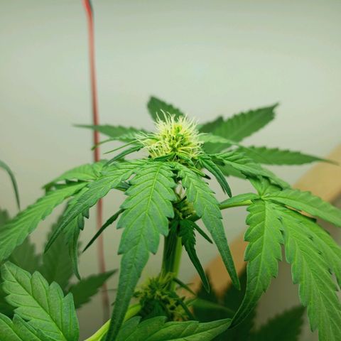 Easy Bud growlog photo: Dünger gegeben Plagron Bloom 