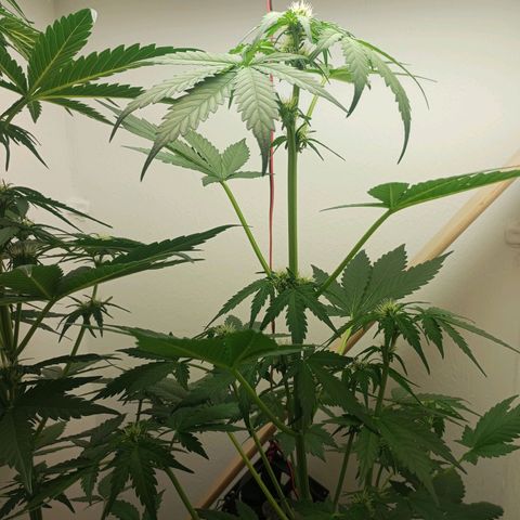 Easy Bud growlog photo: Dünger gegeben Plagron Bloom 