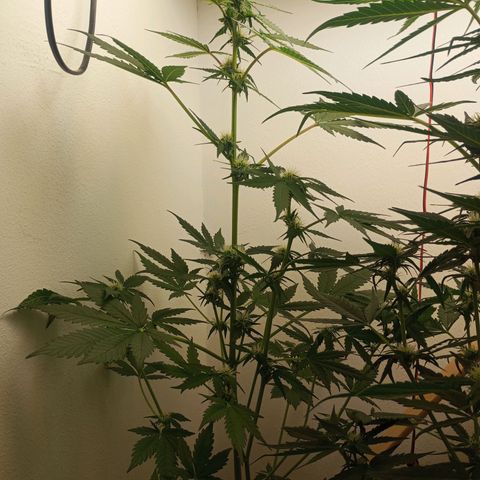 Easy Bud growlog timeline photo