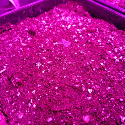 Auto Blueberry GLGA growlog timeline photo