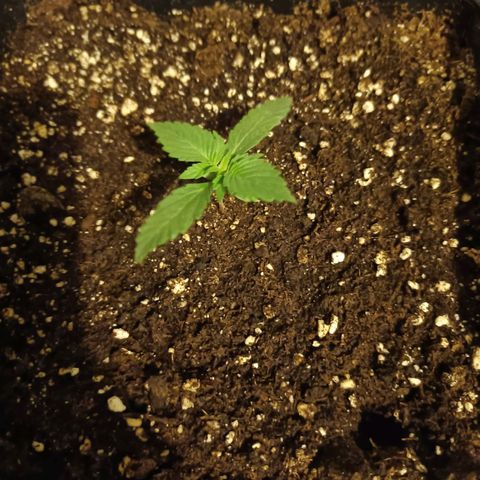 Auto Blueberry GLGA growlog timeline photo