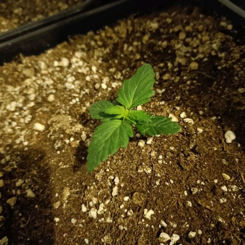Northern Lights Auto GLGA growlog timeline photo