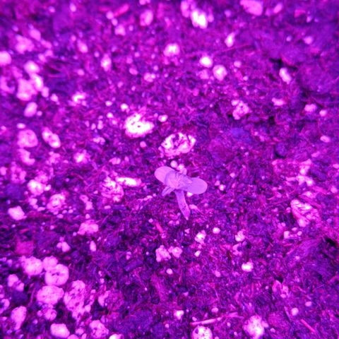 Cookies Cream Auto GLGA growlog timeline photo