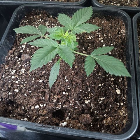 Auto Blueberry GLGA growlog photo: Update