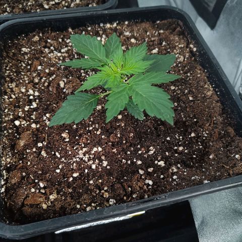 Northern Lights Auto GLGA growlog photo: Update