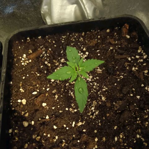 Cookies Cream Auto GLGA growlog timeline photo