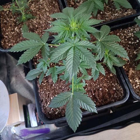 Auto Blueberry GLGA growlog photo: Update
