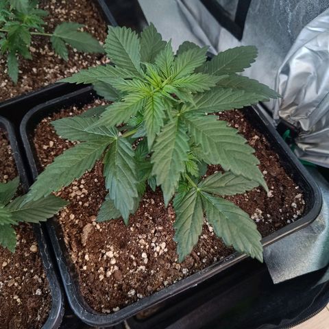 Northern Lights Auto GLGA growlog photo: Update