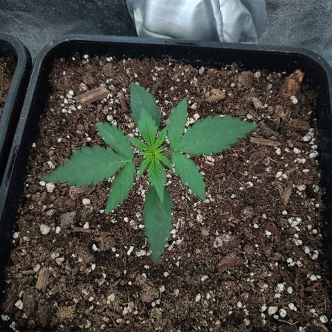 Cookies Cream Auto GLGA growlog photo: Update