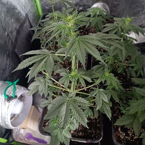 Auto Blueberry GLGA growlog timeline photo