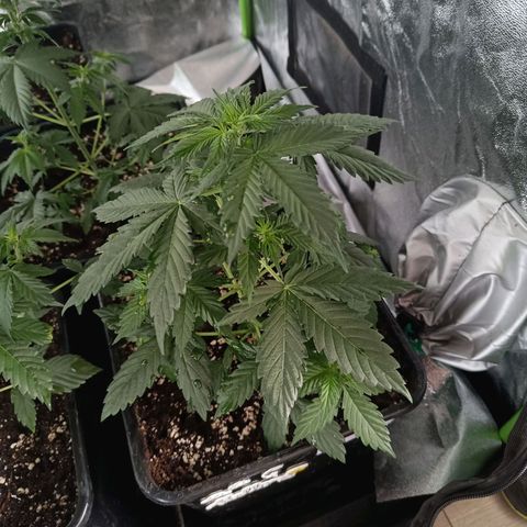 Northern Lights Auto GLGA growlog timeline photo