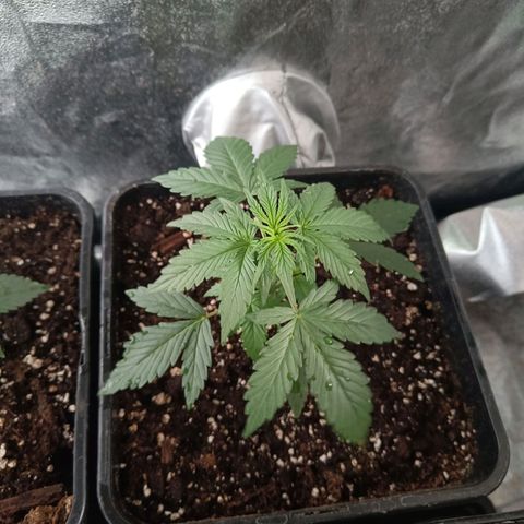 Cookies Cream Auto GLGA growlog timeline photo