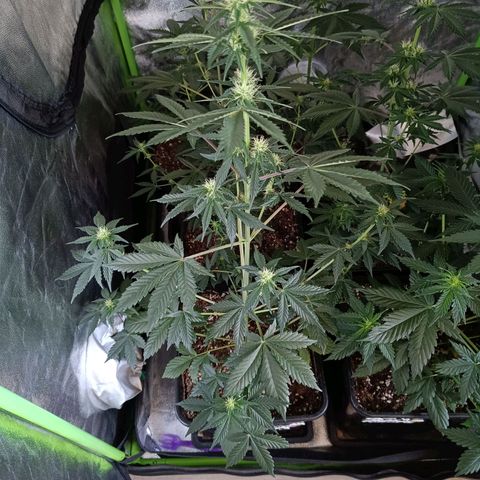Auto Blueberry GLGA growlog photo: Update