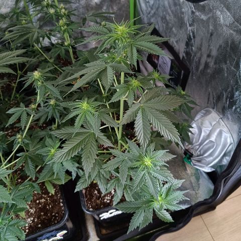 Northern Lights Auto GLGA growlog photo: Update
