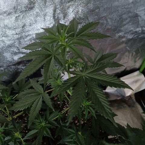 Cookies Cream Auto GLGA growlog photo: Update 