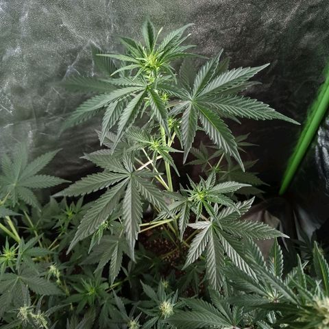 Cookies Cream Auto GLGA growlog timeline photo
