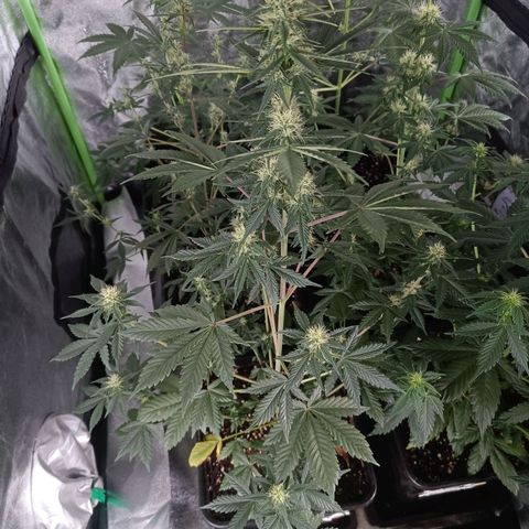 Auto Blueberry GLGA growlog timeline photo