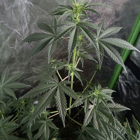 Cookies Cream Auto GLGA growlog timeline photo