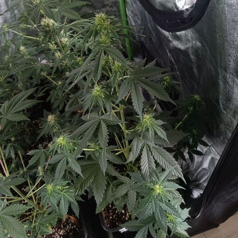 Northern Lights Auto GLGA growlog timeline photo