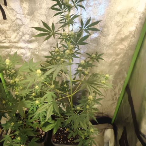 Cookies Cream Auto GLGA growlog photo: Update