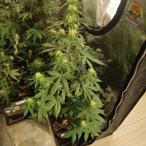 Northern Lights Auto GLGA growlog photo: Update