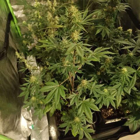 Auto Blueberry GLGA growlog photo: Update