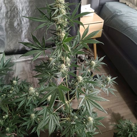 Cookies Cream Auto GLGA growlog photo: Update
