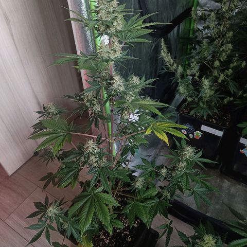 Auto Blueberry GLGA growlog photo: Update