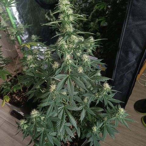 Northern Lights Auto GLGA growlog photo: Update