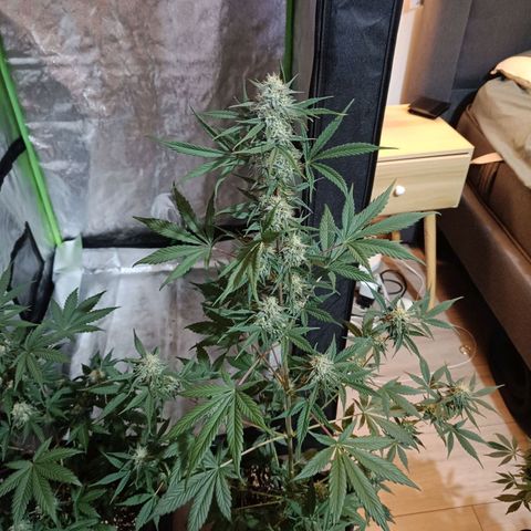 Cookies Cream Auto GLGA growlog photo: Update