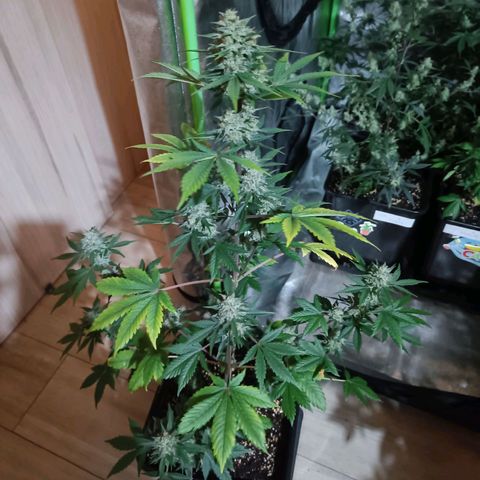 Auto Blueberry GLGA growlog photo: Update 