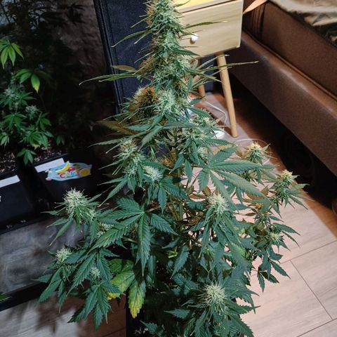 Northern Lights Auto GLGA growlog photo: Update