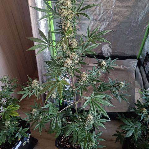 Cookies Cream Auto GLGA growlog timeline photo