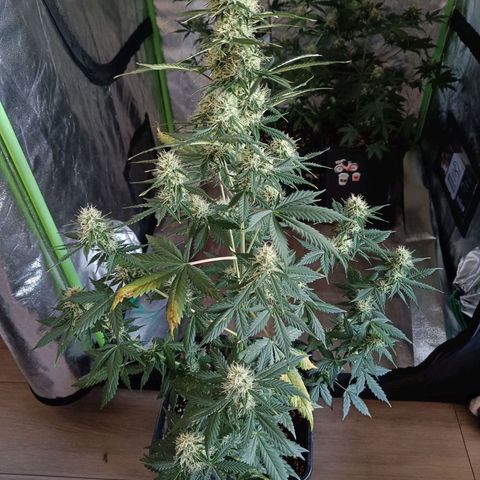Northern Lights Auto GLGA growlog timeline photo