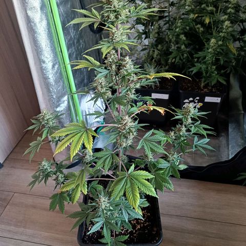 Auto Blueberry GLGA growlog timeline photo