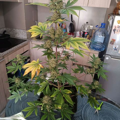 Auto Blueberry GLGA growlog photo: Corte