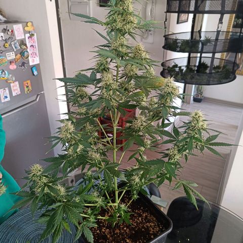 Northern Lights Auto GLGA growlog photo: Corte