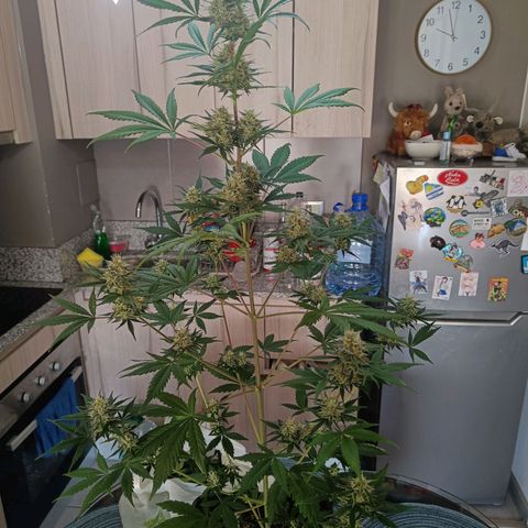 Cookies Cream Auto GLGA growlog photo: Corte 