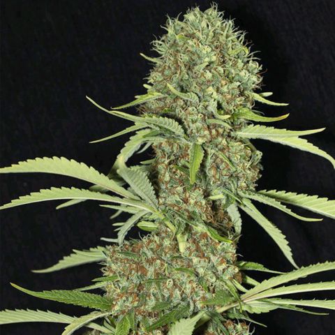 Jamaican Dream by Gólaga growlog timeline photo