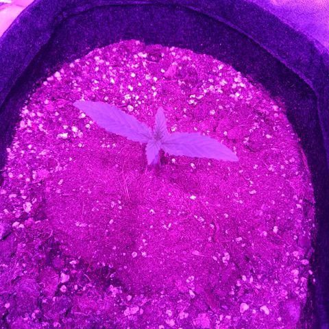 Jamaican Dream by Gólaga growlog timeline photo
