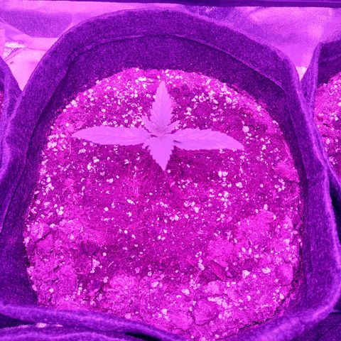 Jamaican Dream by Gólaga growlog timeline photo