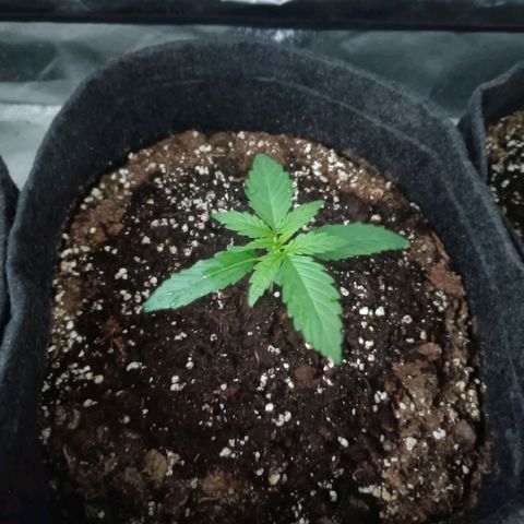 Jamaican Dream by Gólaga growlog timeline photo