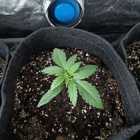 Jamaican Dream by Gólaga growlog timeline photo