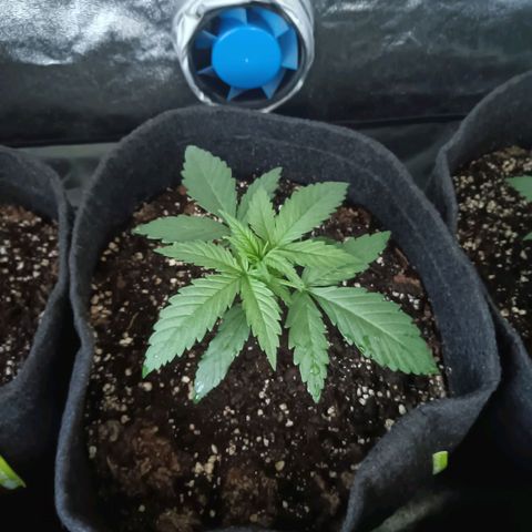 Jamaican Dream by Gólaga growlog timeline photo