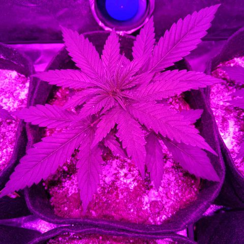 Jamaican Dream by Gólaga growlog timeline photo