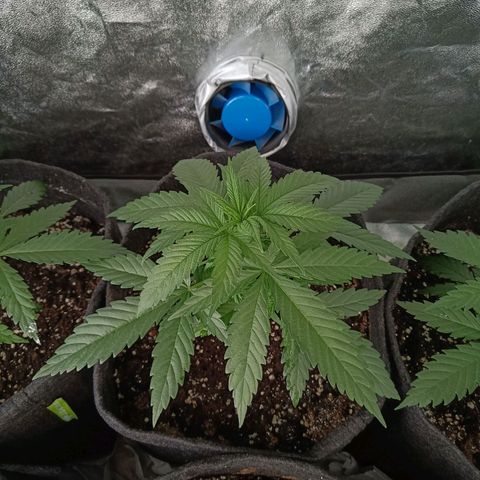 Jamaican Dream by Gólaga growlog timeline photo