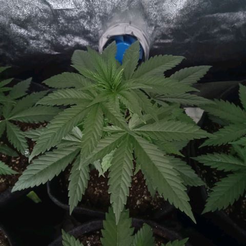 Jamaican Dream by Gólaga growlog timeline photo