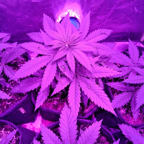 Jamaican Dream by Gólaga growlog timeline photo